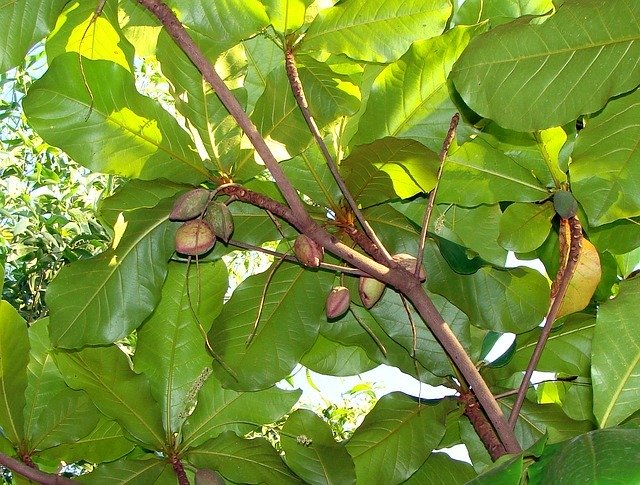 Indian Almond Tree